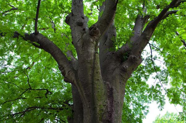 树2.jpeg