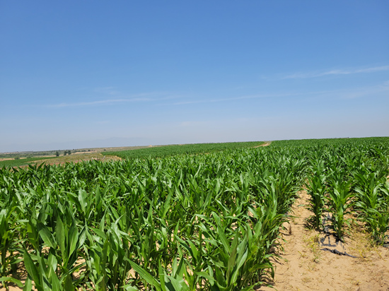白土梁林场二道水泉作业区内种植大量玉米。人民网李茹玉摄