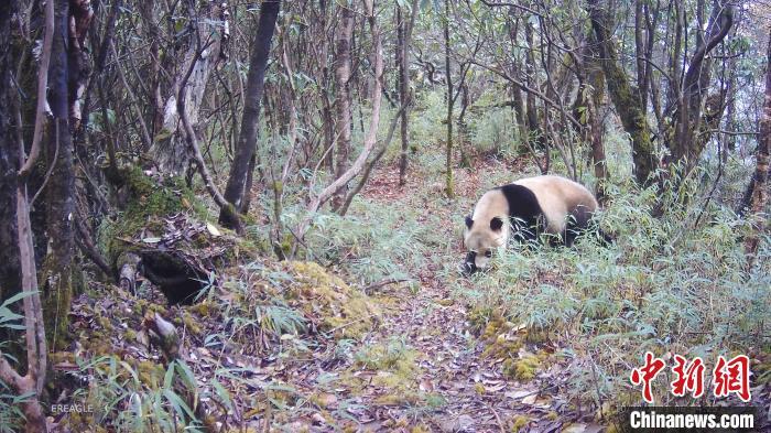 大熊猫多次出现在红外监测相机的镜头前。 大熊猫国家公园大邑管护总站供图