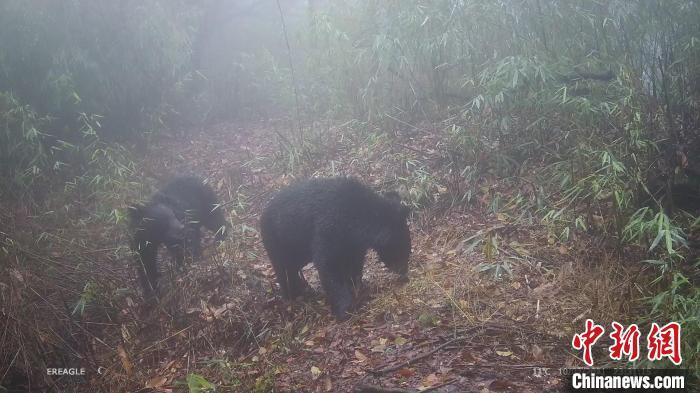 两只黑熊在镜头前嬉戏打闹。 大熊猫国家公园大邑管护总站供图