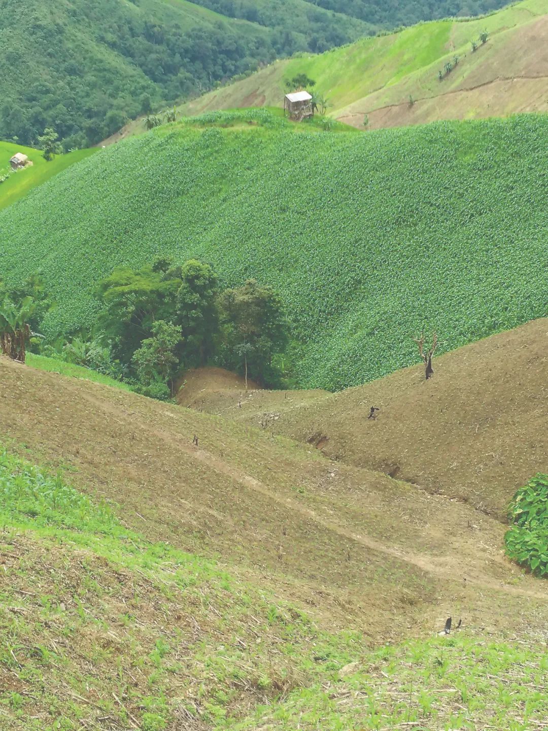 泰国北部楠府的森林被农耕“蚕食”。受访者供图