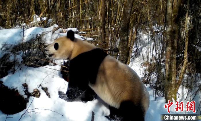 红外相机拍摄到的大熊猫。　桃花源老河沟保护地供图