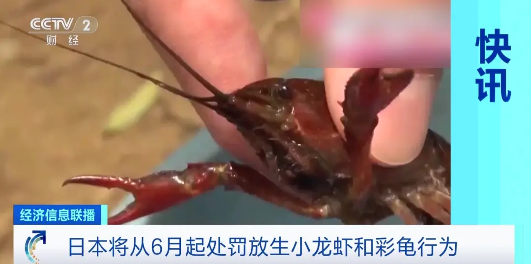 日本6月起禁止出售或放生小龙虾 最高3年监禁或罚款15万元！