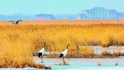 湿地良田 一碧相连——黑龙江三江平原湿地保护的探索与实践