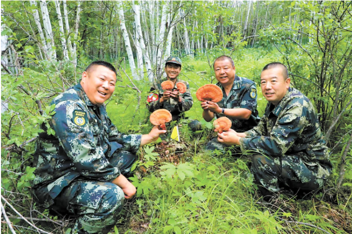 依西林场野生灵芝丰收.png