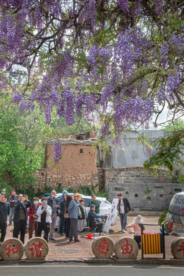1762412631902739.jpg 藤花峪村紫藤花开。.jpg