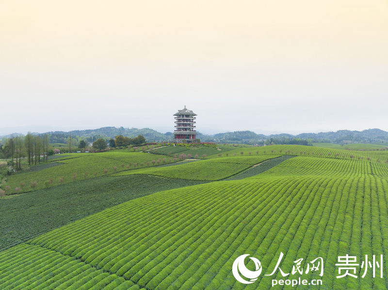 1763451480849156.jpg 湄潭茶海。人.jpg