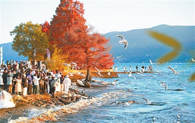 1763958329864486.jpg 游客在洱海西岸观赏候鸟翔.jpg