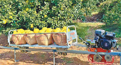 1764050240814770.jpg 南福金柚种植基地,.jpg