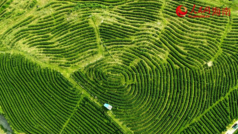 白沙茶叶种植基地。人民网 符.jpg