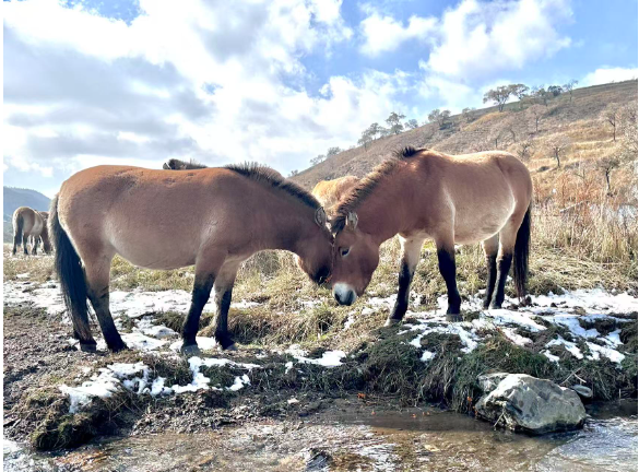 1764674558202471.png 普氏野马。.png