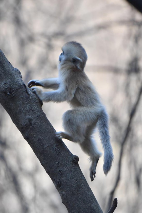 1765789070108671.jpg 12月11日,在陕西周至国家级.jpg