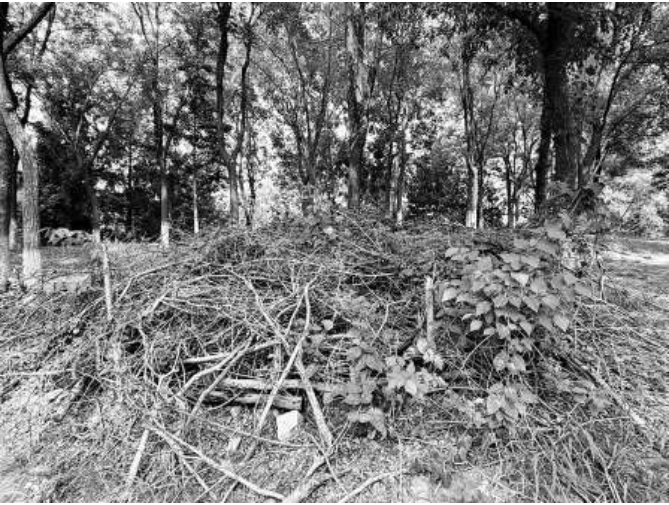 1766057227430332.png 奥森公园的“本杰士堆”,.png