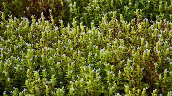 1766553960351615.jpg 大卡老寨的跳蚤草。新华社发.jpg