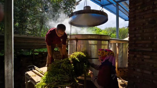 1766554102856592.jpg 勐腊县来伞伞都合作社社员在粗提炼跳蚤草植物精油。.jpg