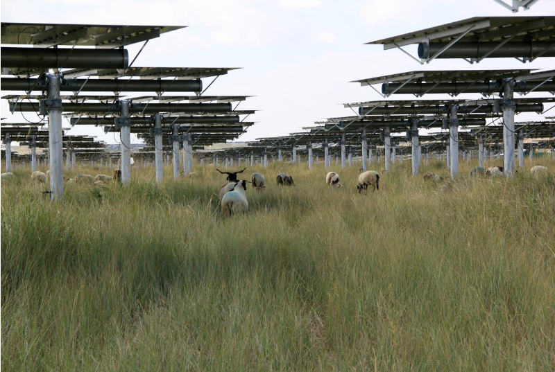 1766742596192377.png “光伏羊”啃食.png