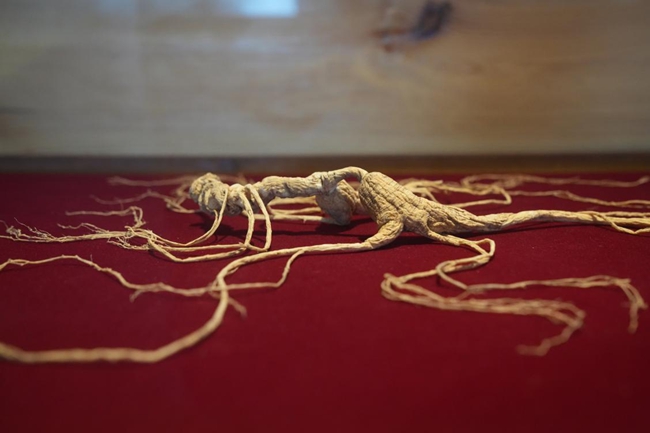 1766995796909859.jpg 吉林通化云岭野山参博物馆的人参展品。.jpg