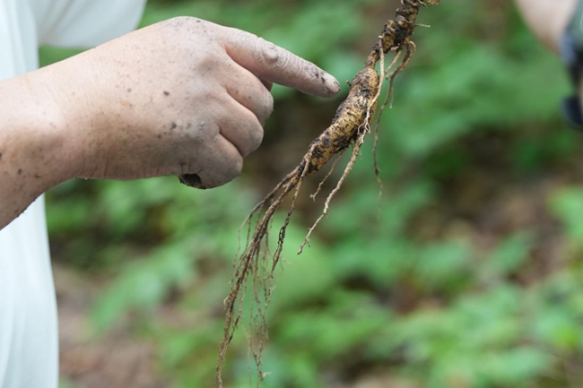 1766995834644173.jpg 刚刚被“抬出”的林下人参。人.jpg