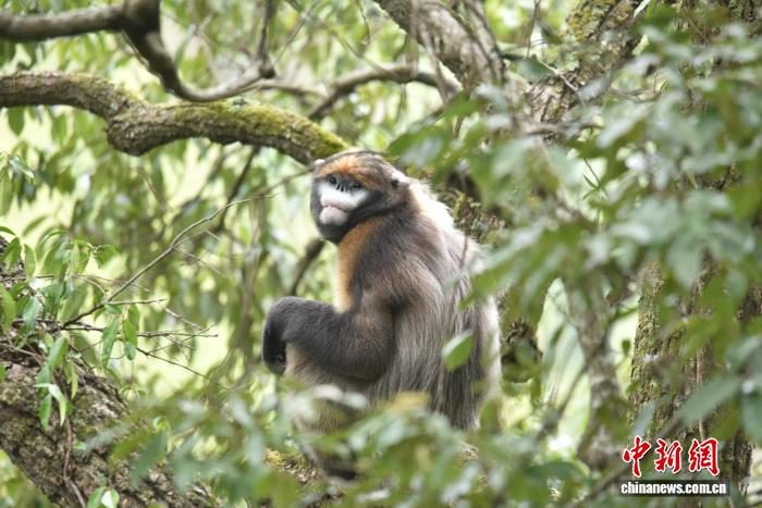 资料图：生活在梵净山的黔金丝猴.jpg