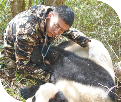 　金艺鹏给野外大熊猫做体检。.jpg