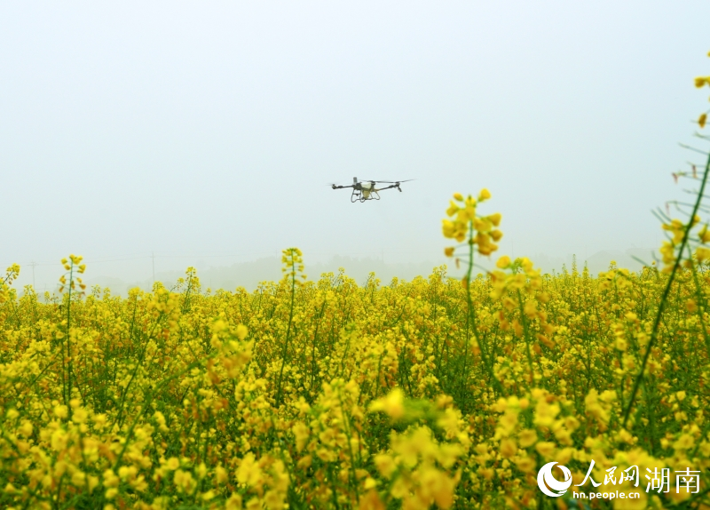 1774865825924751.jpg 岳阳县中洲油菜.jpg