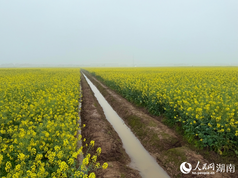 1774865849262421.jpg 岳阳县中洲油菜大面积单产.jpg