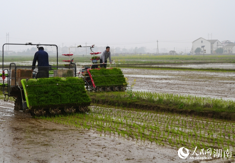 1774865894841006.jpg 筻口双季稻大面积单产提升示范区.jpg