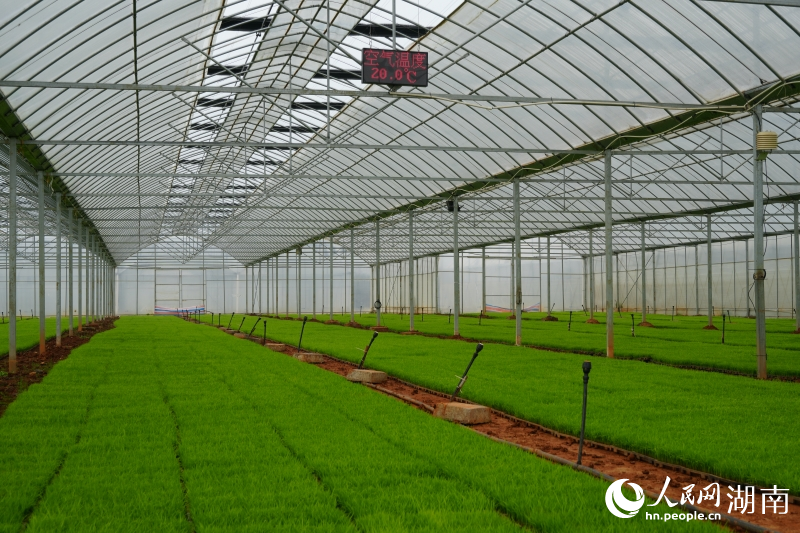 1774865917269292.jpg 丰瑞农机合作社的育秧大棚里,秧苗.jpg
