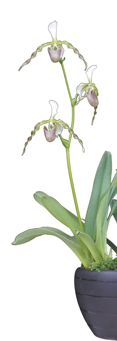 1776229642680910.jpg 12.jpg