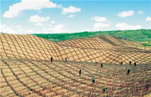 打造荒漠化防治的“两山经济”样本