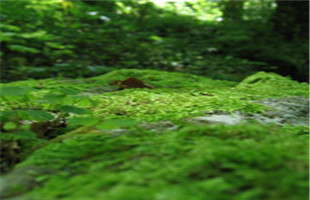 一种藓类植物有望应用于荒漠化防治