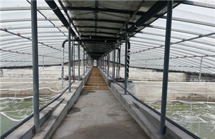 对虾工厂化循环水高效生态养殖技术