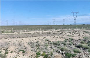 电商助力荒漠农业，废弃耕地上生出希望