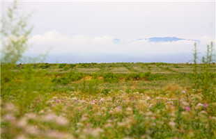 “魔鬼大三角”白二爷沙坝：荒漠里刮起“绿旋风”
