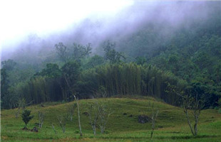 林木种质资源平台向世界递出“靓丽名片”