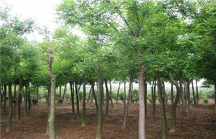 林木循环经济产业推介暨全国客商对接会在浦北举行