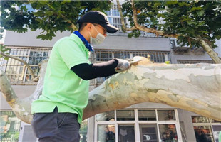 看市北区“树木医生”如何将空危树“旧貌换新颜”