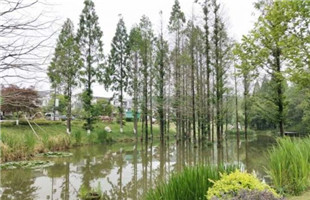 2020年江苏林木种苗和林下经济产业瞄定“千亿级”