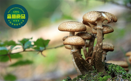 中国林促会与山东林业产业联合会签署《中国森林食品认证战略合作协议》