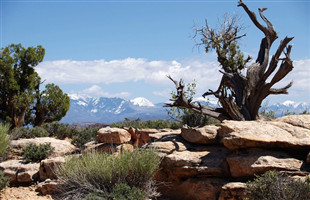 新田：古树群遭害虫侵袭 植保无人机来帮忙