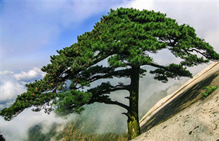 摸清家底 把古树名木保护落到实处