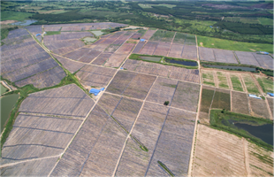 海南北纬十八度果业“重新定义”红心火龙果