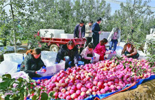 果业强 果乡美 果农富