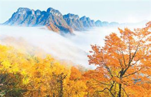 最美古树名木：米仓古道皇柏林