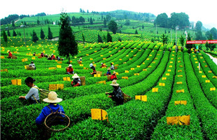 江口：一片小茶叶 撬动大产业 助推大扶贫
