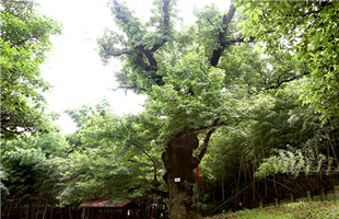 最美古树名木：甬上有嘉木