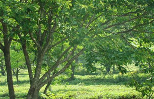 青年毛泽东栽下的两棵板栗树，102岁了！