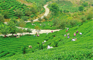 千年茶韵醉八方——漳州茶产业发展综述