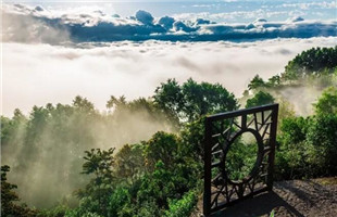 全国茶叶专家齐聚淳安，共谋茶产业发展