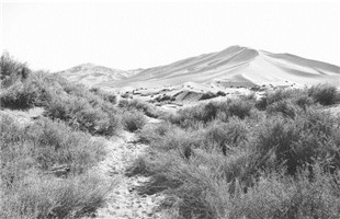 沙漠里的精准扶贫与产业崛起